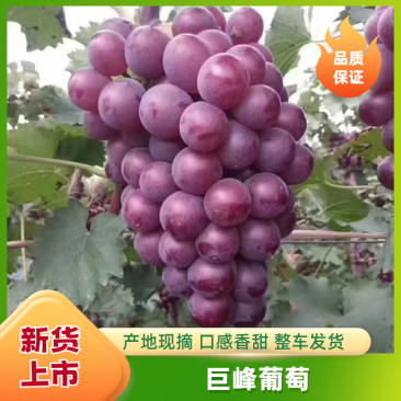 《巨峰葡萄》河北乐亭葡萄新鲜巨峰糖度高货源充足保证质量