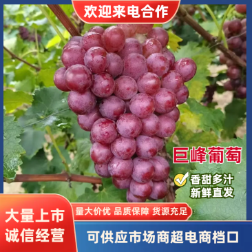 河北葡萄乐亭巨峰葡萄新鲜巨峰大量有货糖度高货源充足代发全