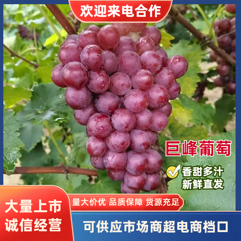 河北葡萄乐亭巨峰葡萄新鲜巨峰大量有货糖度高货源充足代发全