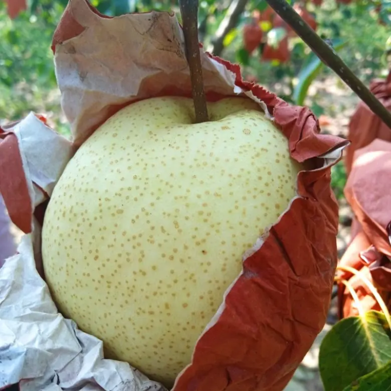 礼泉水果大县，礼泉酥梨基地个大皮薄甜度好，年年供不应求