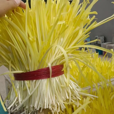 安丘蒜黄二茬蒜黄价格实惠货源充足现货直发欢迎订购