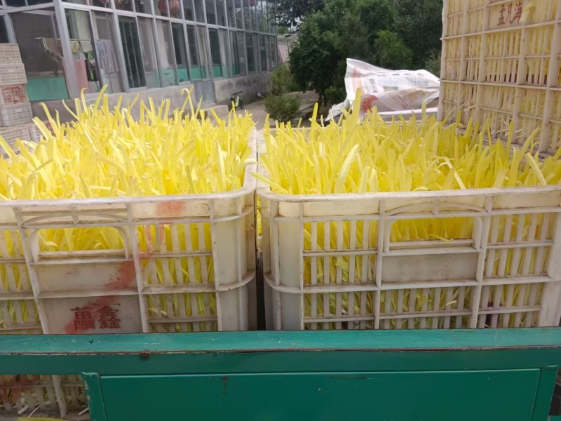 安丘蒜黄二茬蒜黄价格实惠货源充足现货直发欢迎订购