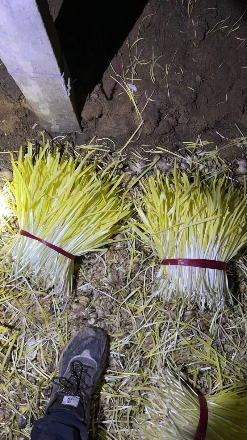安丘蒜黄二茬蒜黄价格实惠货源充足现货直发欢迎订购