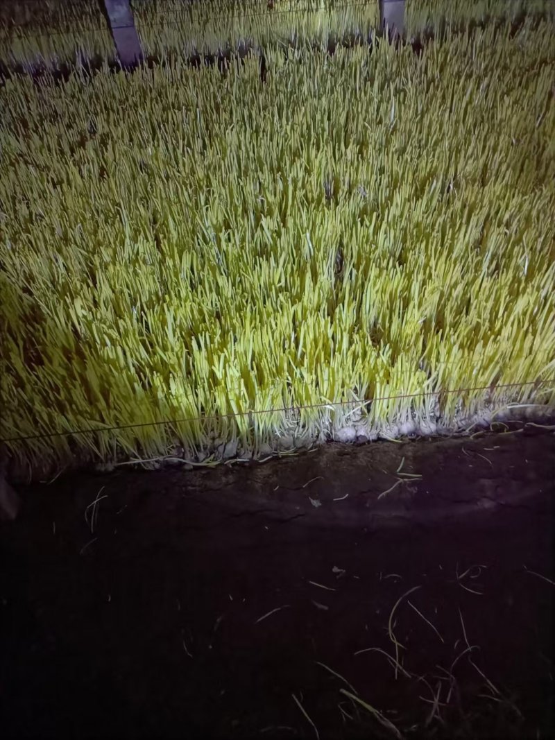 安丘蒜黄二茬蒜黄价格实惠货源充足现货直发欢迎订购