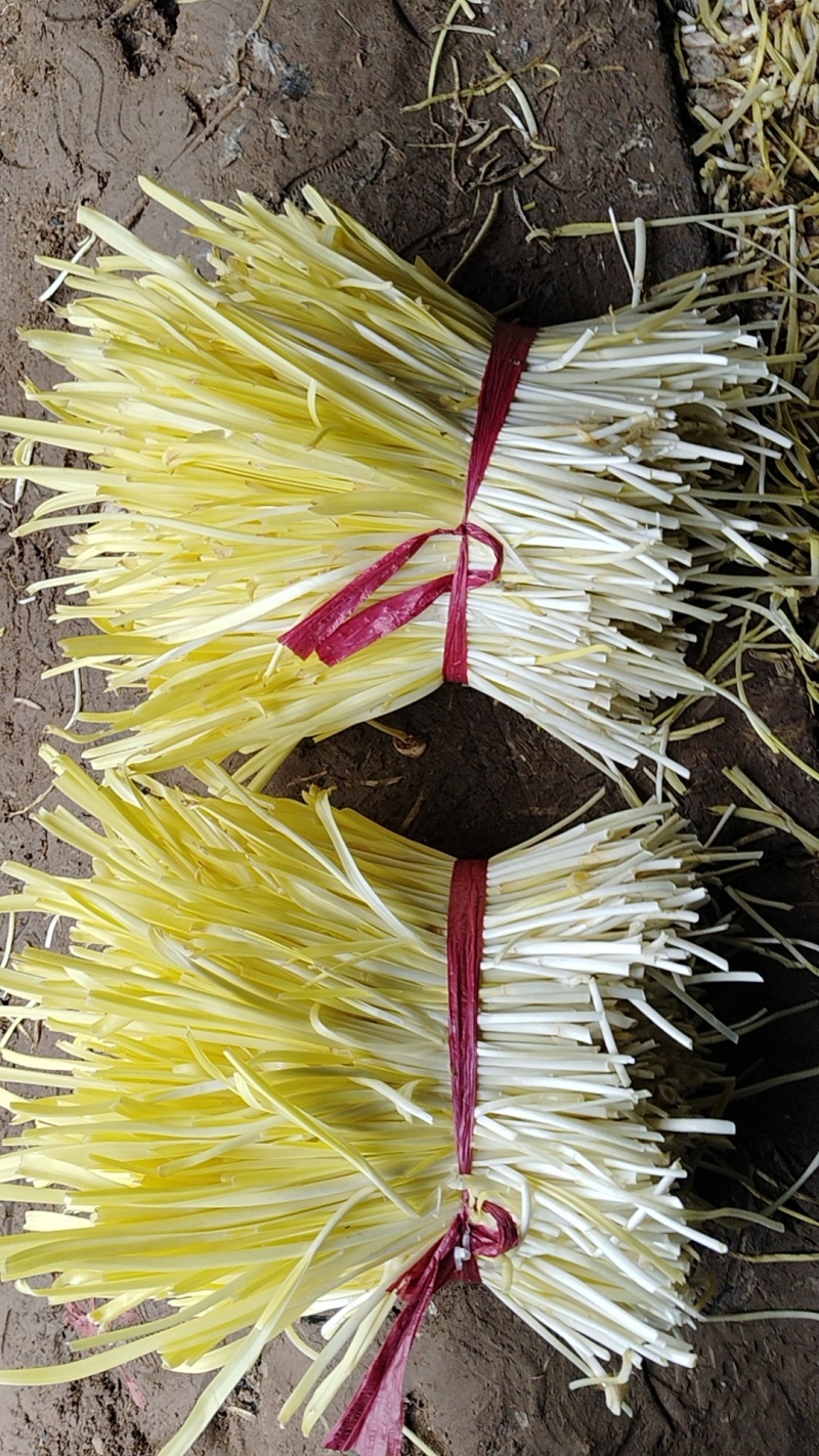 安丘蒜黄二茬蒜黄价格实惠货源充足现货直发欢迎订购