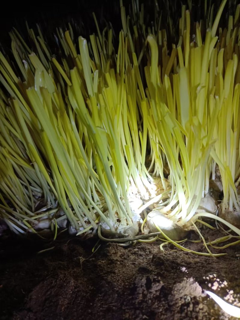 安丘蒜黄二茬蒜黄价格实惠货源充足现货直发欢迎订购