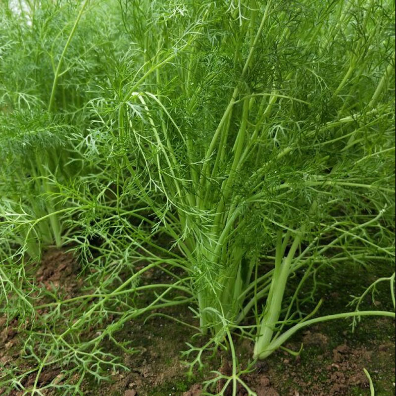 木茴香种子翠绿油亮四季采收割茬茴香大扁杆拱棚