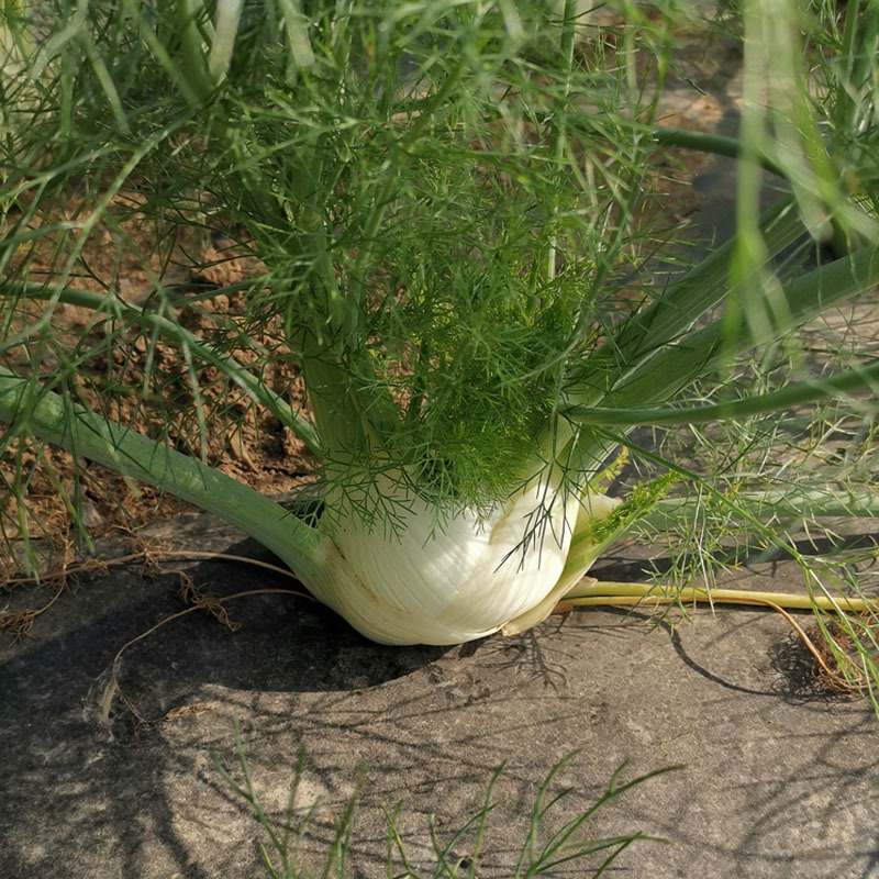 球茎茴香种子小茴香菜种籽春秋四季栽培香味浓