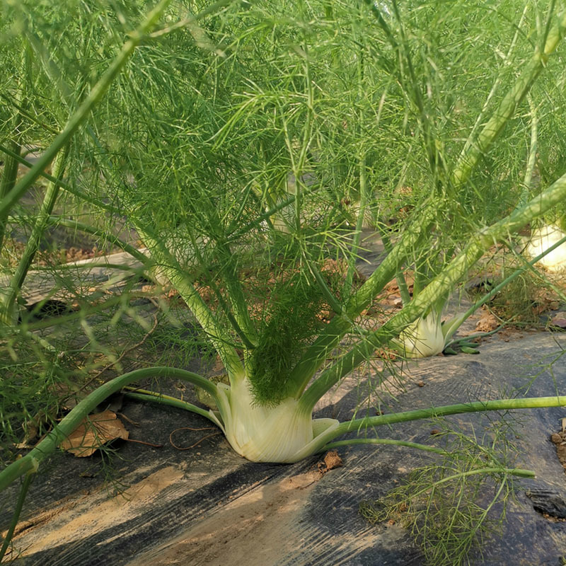 球茎茴香种子小茴香菜种籽春秋四季栽培香味浓