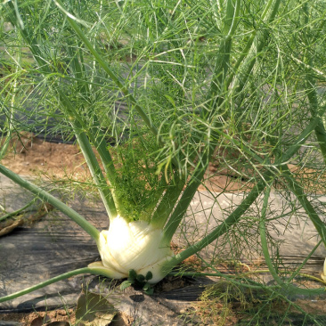 球茎茴香种子小茴香菜种籽春秋四季栽培香味浓