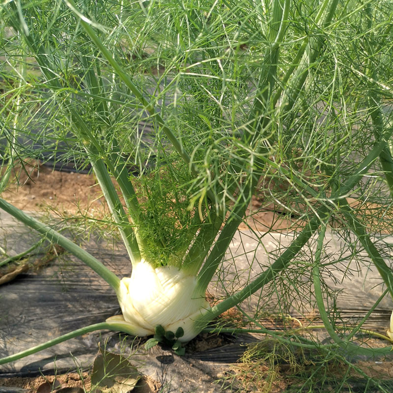 球茎茴香种子小茴香菜种籽春秋四季栽培香味浓