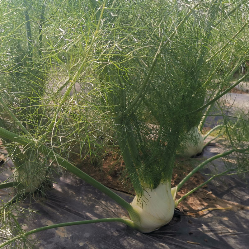 球茎茴香种子小茴香菜种籽春秋四季栽培香味浓