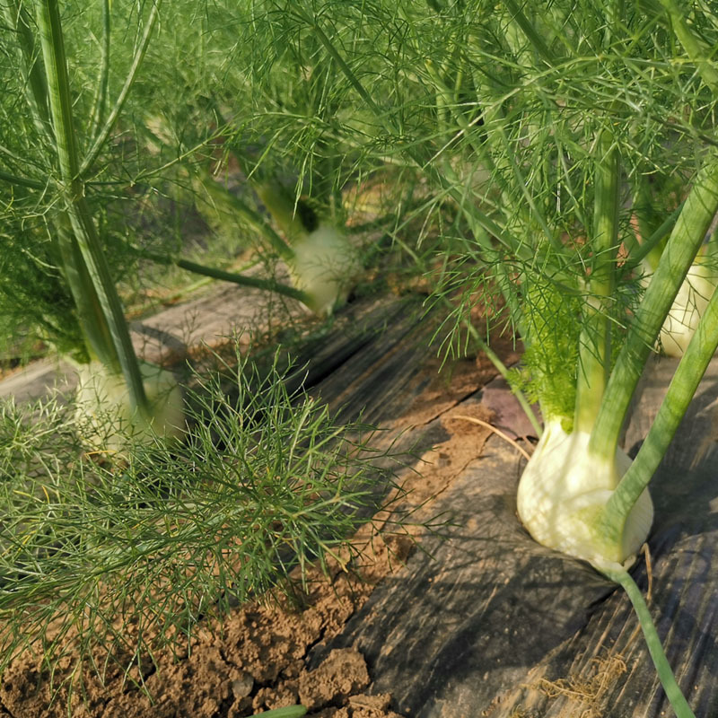 球茎茴香种子小茴香菜种籽春秋四季栽培香味浓