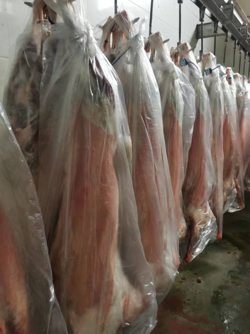 【山羊肉】陕北横山羊肉每天现宰，可以常年供货