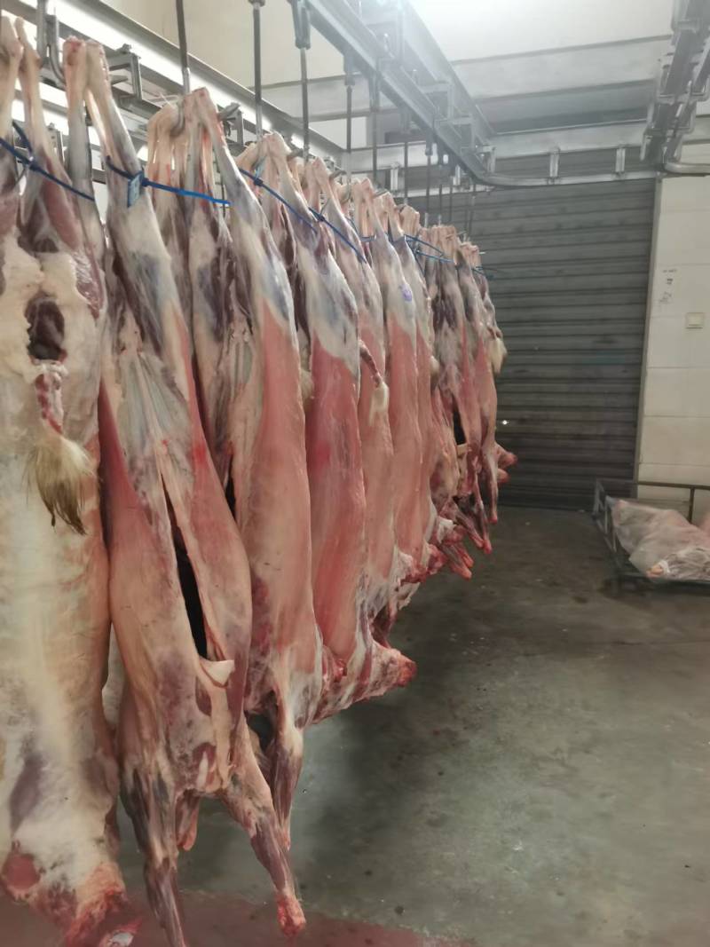 【山羊肉】陕北横山羊肉每天现宰，可以常年供货