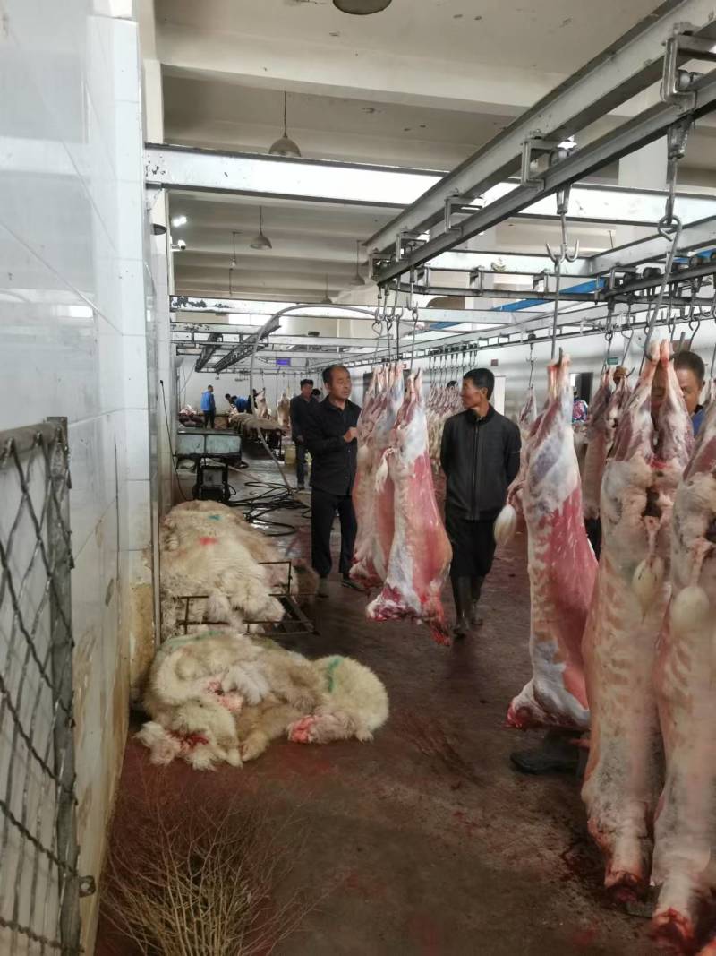【山羊肉】陕北横山羊肉每天现宰，可以常年供货