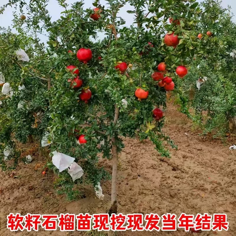 突尼斯软籽石榴苗现挖先发规格全运输便利按需配包技术