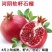 河阴软籽石榴苗树苗成活率高树形好规格全支持技术指导