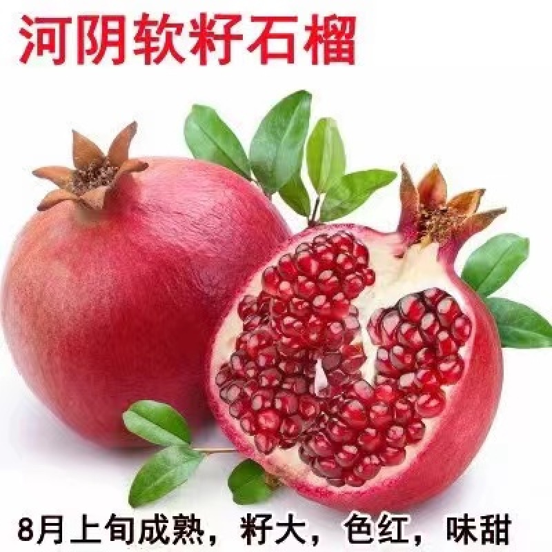 河阴软籽石榴苗树苗成活率高树形好规格全支持技术指导