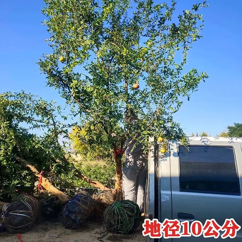 河阴软籽石榴苗树苗成活率高树形好规格全支持技术指导