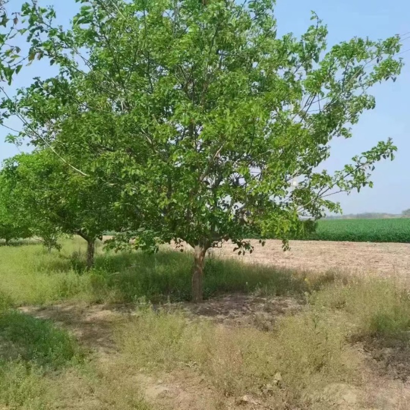 山楂树一手货源产地直发欢迎洽谈合作