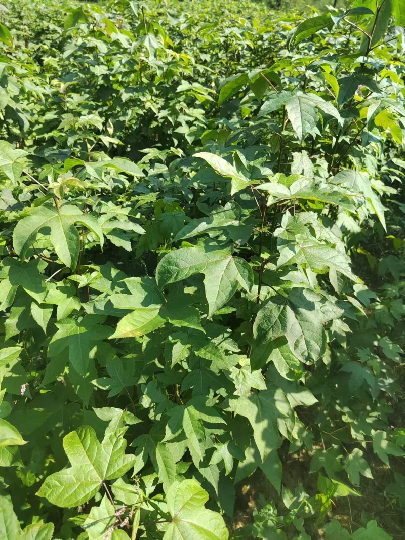 枫香树苗苗圃直发提供技术支持规格齐全全国发货