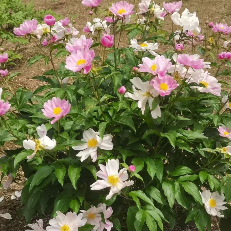 亳州白芍白芍芽头1年苗基地直供欢迎电话咨询