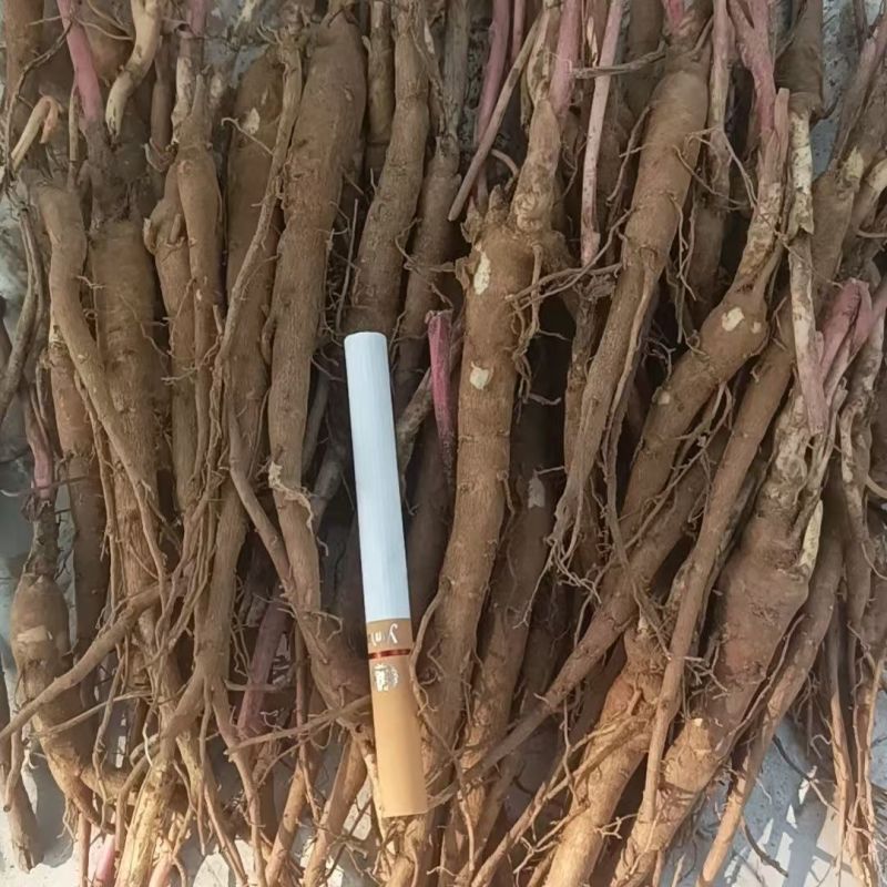 亳州白芍白芍芽头1年苗基地直供欢迎电话咨询