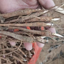 亳州白芍白芍芽头1年苗基地直供欢迎电话咨询