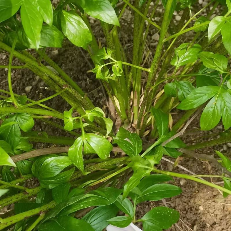 亳州白芍白芍芽头1年苗基地直供欢迎电话咨询