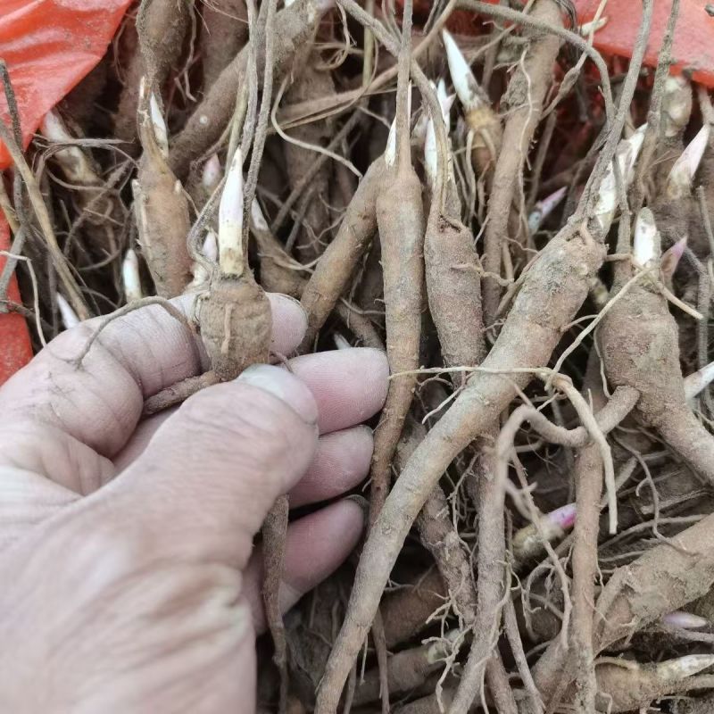 亳州白芍白芍芽头1年苗基地直供欢迎电话咨询