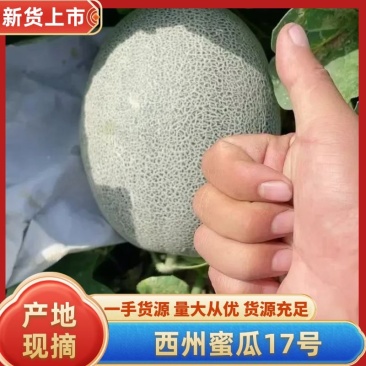 [可视频看货[新疆西州蜜大量上市个大糖度高包甜欢迎来电
