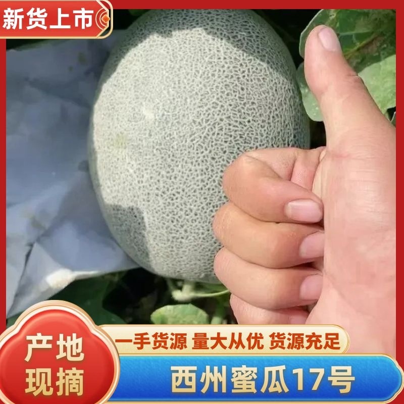 [可视频看货[新疆西州蜜大量上市个大糖度高包甜欢迎来电