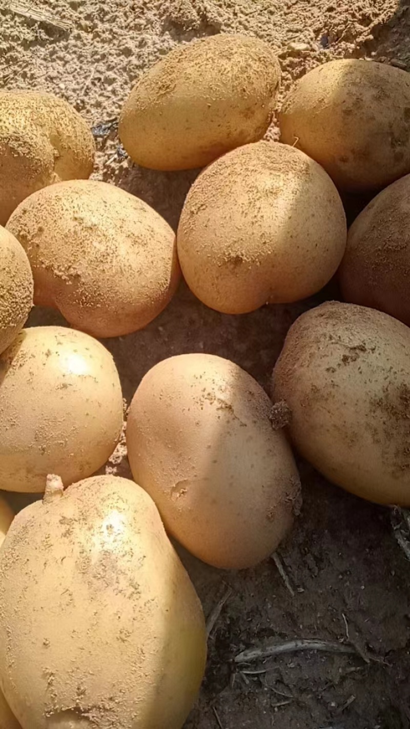 内蒙古库布齐沙漠土豆皮毛好口感好，个头大，