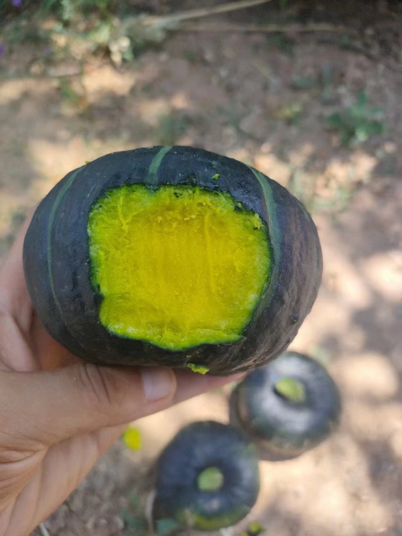 南瓜，内蒙包头本地南瓜，甜，面，沙，皮毛量口感好适合全国