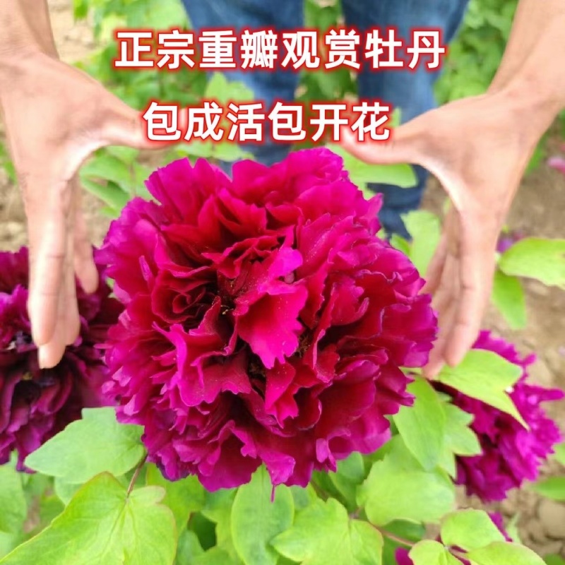 亳州精品牡丹苗基地直发品质保证保存活一手货源