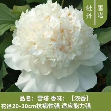 亳州牡丹基地常年供应牡丹苗观赏苗药用牡丹欢迎致电