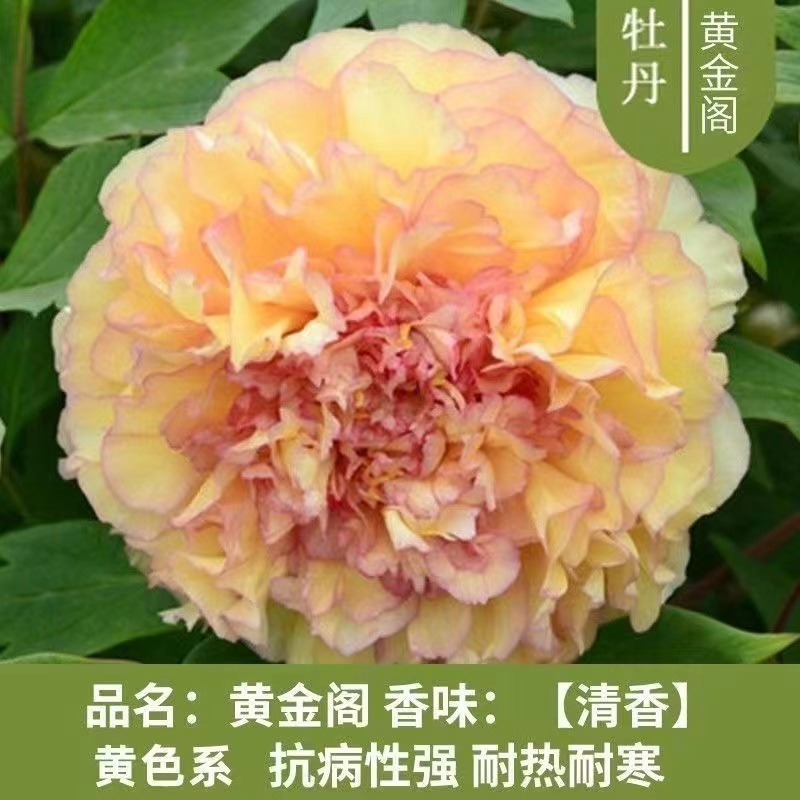 亳州牡丹基地常年供应牡丹苗观赏苗药用牡丹欢迎致电