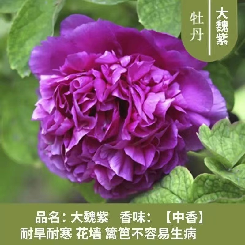 亳州牡丹基地常年供应牡丹苗观赏苗药用牡丹欢迎致电