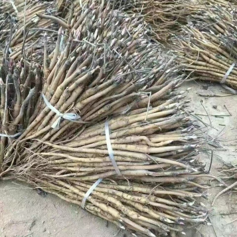 亳州牡丹基地常年供应牡丹苗观赏苗药用牡丹欢迎致电