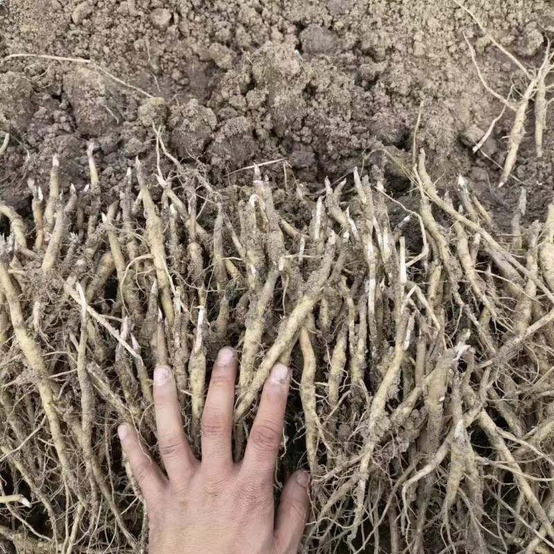 亳州牡丹基地常年供应牡丹苗观赏苗药用牡丹欢迎致电