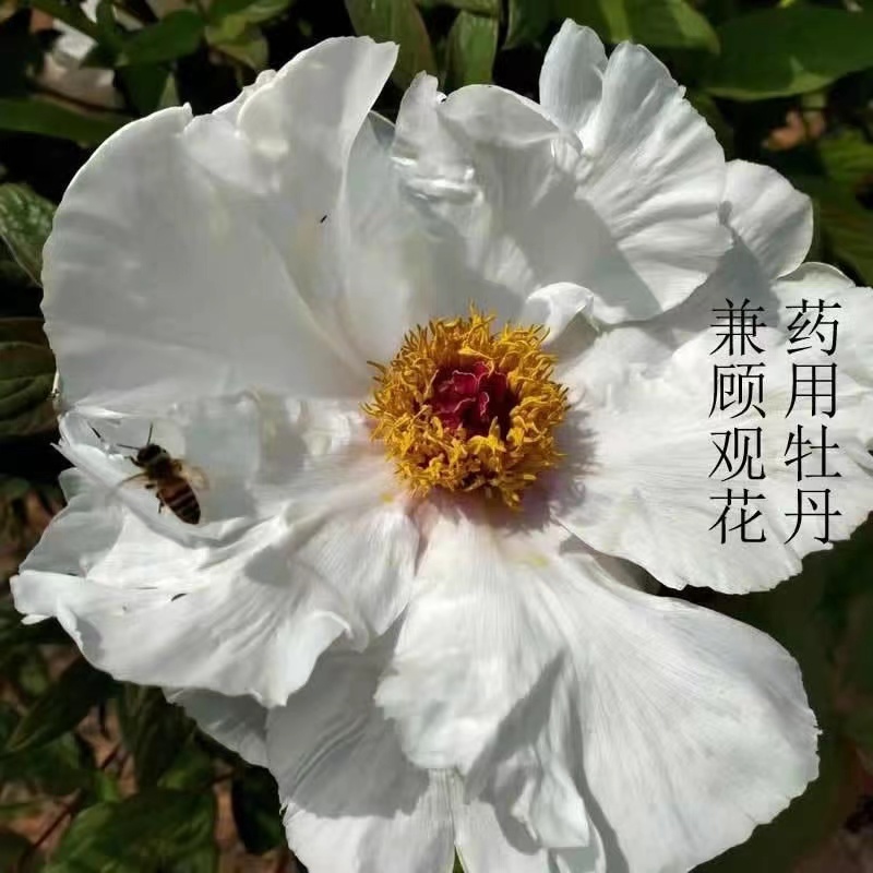 亳州牡丹基地常年供应牡丹苗观赏苗药用牡丹欢迎致电