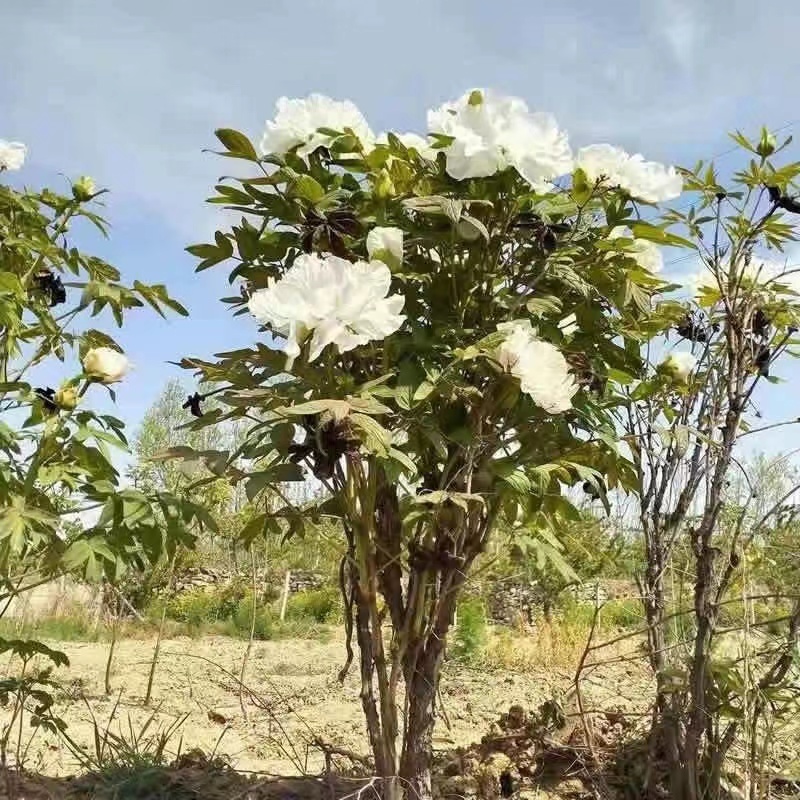 亳州牡丹基地常年供应牡丹苗观赏苗药用牡丹欢迎致电