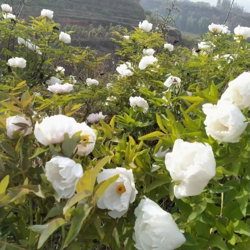 亳州牡丹基地常年供应牡丹苗观赏苗药用牡丹欢迎致电