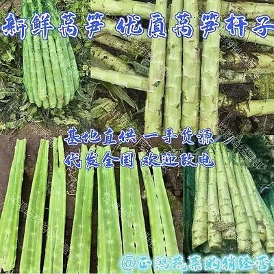 莴苣杆子/莴笋/青皮青肉/无空心/质量有保证/产地直供