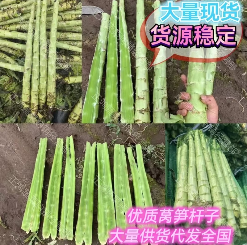 莴苣杆子/莴笋/青皮青肉/无空心/质量有保证/产地直供
