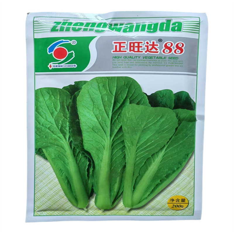 青梗速生小白菜种子正旺达88小白菜种子四季特耐热产量高