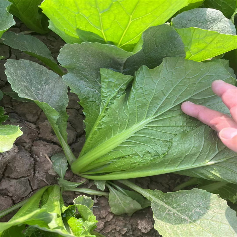 青梗速生小白菜种子正旺达88小白菜种子四季特耐热产量高