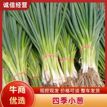 外运香葱，产地直发量大质优产地直发欢迎新老客户前来选