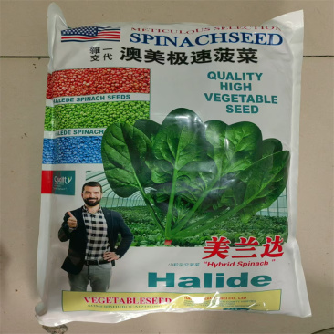 澳美极速菠菜种子晚抽苔美兰达种子耐热耐寒大叶菠菜种子